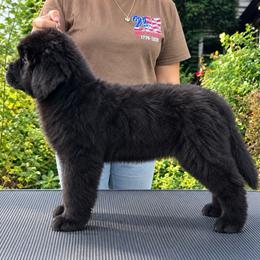 Green Collar - Black male Newfoundland puppy in New York from Johnson Farms