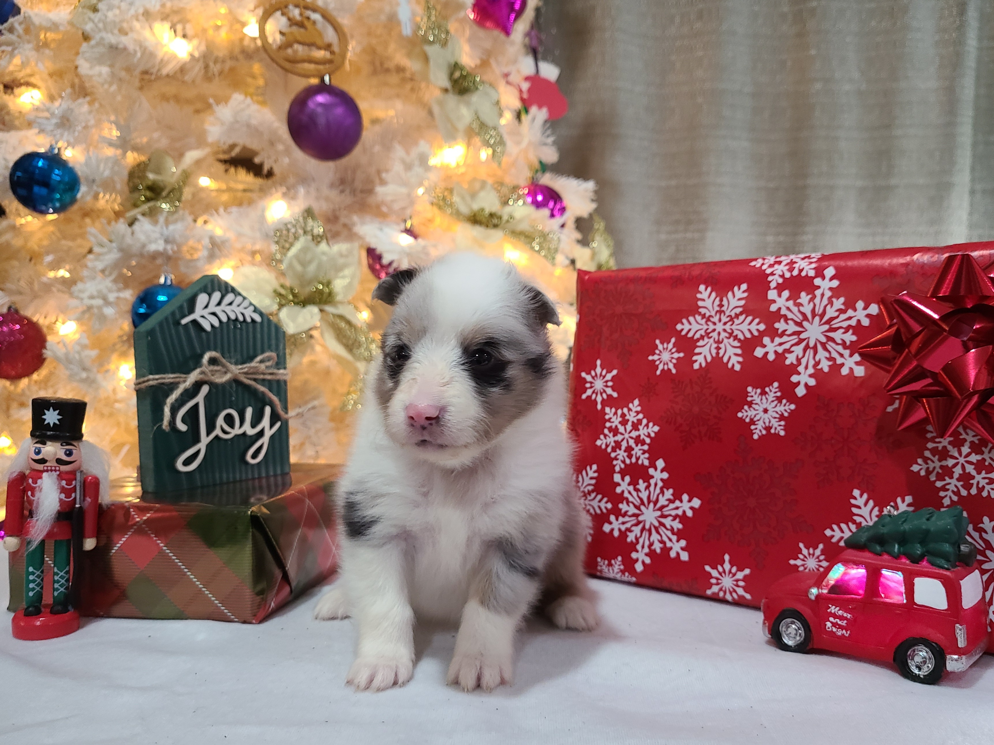 Shetland Sheepdog Puppies from Henotic Homestead's Shetland Sheepdogs