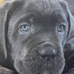 Cane Corso Puppies from Lower Arkansas Cane Corso