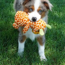 Boy 1 - Blue merle male Miniature Australian Shepherd puppy in Lawton, Oklahoma from Lindsey’s Aussies
