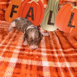 Lil Copper - Dapple male Dachshund puppy in Roanoke, Alabama from Windsor Frenchie & Dachshunds