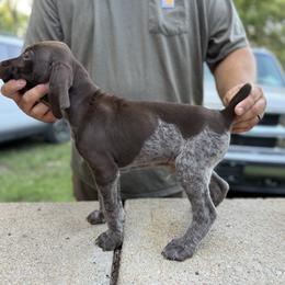 White - Liver roan male German Shorthaired Pointer puppy in Blue Rapids, Kansas from Black vermillion pointers