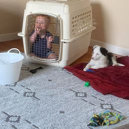 Border Collie Puppies from Cascade Sun Kennels