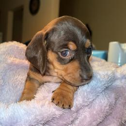 Dachshund Puppies from Jae’s Puppy House