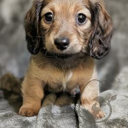 Rotini - Cream female Dachshund puppy in Salina, Kansas from Grove Grown Dachshunds