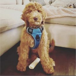 Bernedoodle and Goldendoodle Puppies from Doodle My Heart