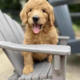 Goldendoodle Puppies from Doodifuldoods