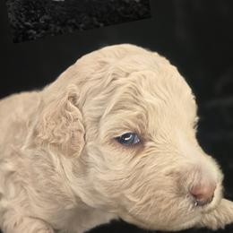 Goldendoodle Puppies from Snug-a-Doodles