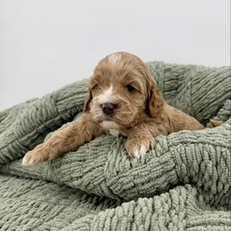 Lena - Red female Cockapoo puppy in Beresford, South Dakota from DAKOTA DOOD RANCH