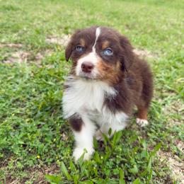 Maverick - Red tri-color male Australian Shepherd puppy in Richmond, Texas from Big Zen Aussies