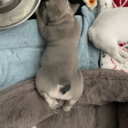 French Bulldog Puppies from 1011 French Bulldogs
