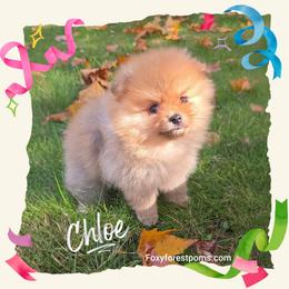 Chloe - Orange female Pomeranian puppy in Eatonville, Washington from Foxy Forest Poms