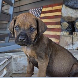 Sniper - Rd whtn blk nose male Rhodesian Ridgeback puppy in Gaffney, South Carolina from Circle D Farms