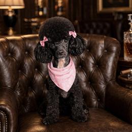 Gucci - Poodle