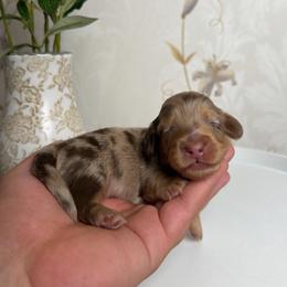 Loki (Financing Available) - Chocolate and tan male Dachshund puppy in Inverness, Florida from Canaan Farm Corgis