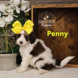 Penny - Brown and white female Bernedoodle puppy in Heyworth, Illinois from Cobble Creek Puppies