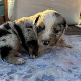 Mickey - Blue merle male Australian Shepherd puppy in Fontana, California from J.O Family Aussies