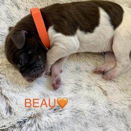 Beau - Liver and white male German Shorthaired Pointer puppy in Conroe, Texas from The Tipsy Rabbit