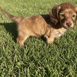 Akc Chocolate Based Cream Brindle - Cream female Dachshund puppy in Lehigh Acres, Florida from Ruby Rose Dachshund Dynasty
