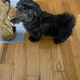 Little Willy - Black gold and silver male Shih Tzu puppy in Soddy Daisy, Tennessee from TN Mowbray Mtn Magic’s Shi Tzu’s
