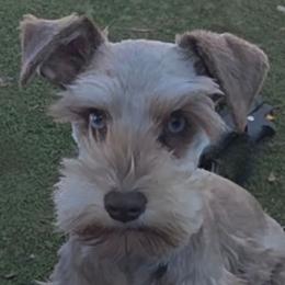 Mowgli double blue eyes ( On a discounted price of 1500 please read description) - Liver male Miniature Schnauzer puppy in Panama City, Florida from Emerald Coast Schnauzers