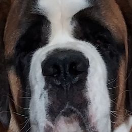 Saint Bernards from Brushy Creek Saints