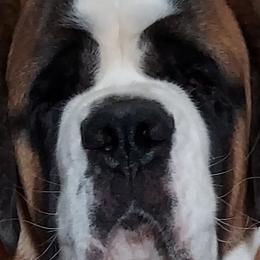 Saint Bernards from Brushy Creek Saints