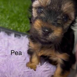 Peter Pea - Black and gold male Yorkshire Terrier puppy in Gilbert, Arizona from Yorkie Your Soulmate Puppy