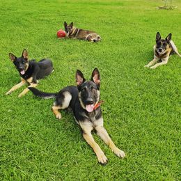 German Shepherd All Grown Up from Rust N Dust Kennels