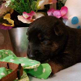 German Shepherd Puppies from Froschwald Kennels