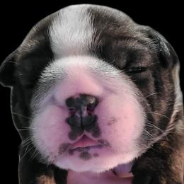 Boy 1 - Chocolate tri-color male Bulldog puppy in Fort Gaines, Georgia from Carrie's Bulldogs