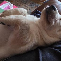 Boy 4 - male Labrador Retriever puppy in Theodore, Alabama from Folklore Canine L.L.C