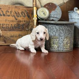 Gibson - Cream male Dachshund puppy in Woodbine, Georgia from Coastal Bluff Pups