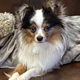 Toy Australian Shepherds from Kaywood Brown