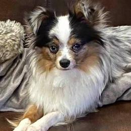 Toy Australian Shepherds from Kaywood Brown