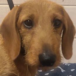 Blue Collar - Red male Dachshund puppy in Greenbrier, Tennessee from Dry Creek Dachshunds