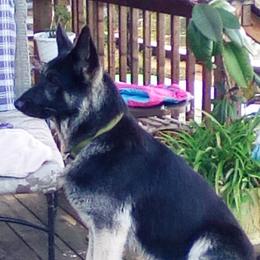 Pax - German Shepherd