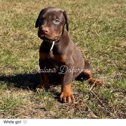 White collar - Red and rust female Doberman Pinscher puppy in North Judson, Indiana from Stalaris Dobermans