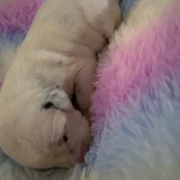 Tatia - White and black female Dalmatian puppy in Fort Cavasos, Texas from Mainstreet Dalmation