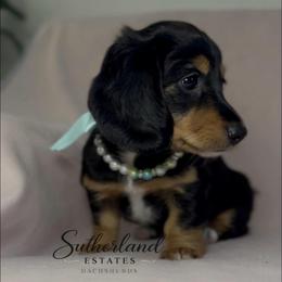 Magnolia Belle - Black and tan female Dachshund puppy in Sutherland, Virginia from Sutherland Estates Dachshunds