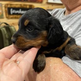 Maleficent - Black and tan female Dachshund puppy in Hope, Arkansas from JK Kennel