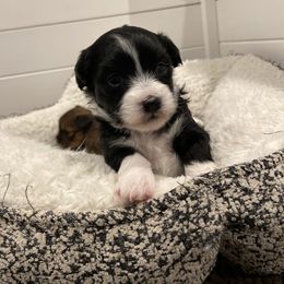 Havanese and Havapoo Puppies from Ladypawspuppies