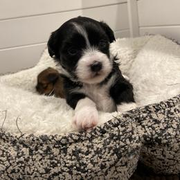 Havanese and Havapoo Puppies from Ladypawspuppies
