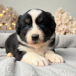 Pongo - Black tri-color male Australian Shepherd puppy in Statesville, North Carolina from Charming Australian Shepherds