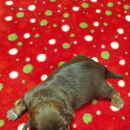 Shih Tzu Puppies from Furever Hometown Shih Tzu