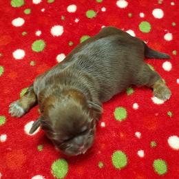 Shih Tzu Puppies from Furever Hometown Shih Tzu