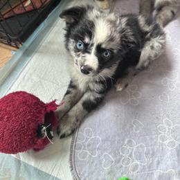 Koda - Blue merle male Miniature Australian Shepherd puppy in Reidsville, North Carolina from Cherry Grove Kennel