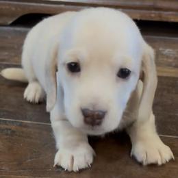 Light Cream Dapple- Male - Cream male Dachshund puppy in Farmersville, Texas from Dixie Doxies
