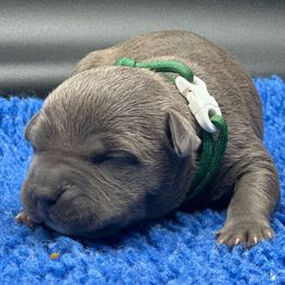 GREEN - Black female American Bully puppy in Union County, North Carolina from XLRG BULLIES