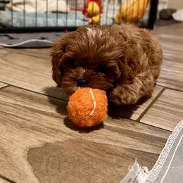 Cavapoo, Cockapoo, and Poodle Puppies from Benji’s Cockapoos